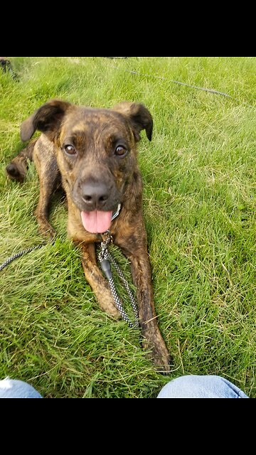 Nash working the Recall cue.