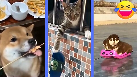 Get ready to laugh 😂 The Funniest Cats & Dogs Videos