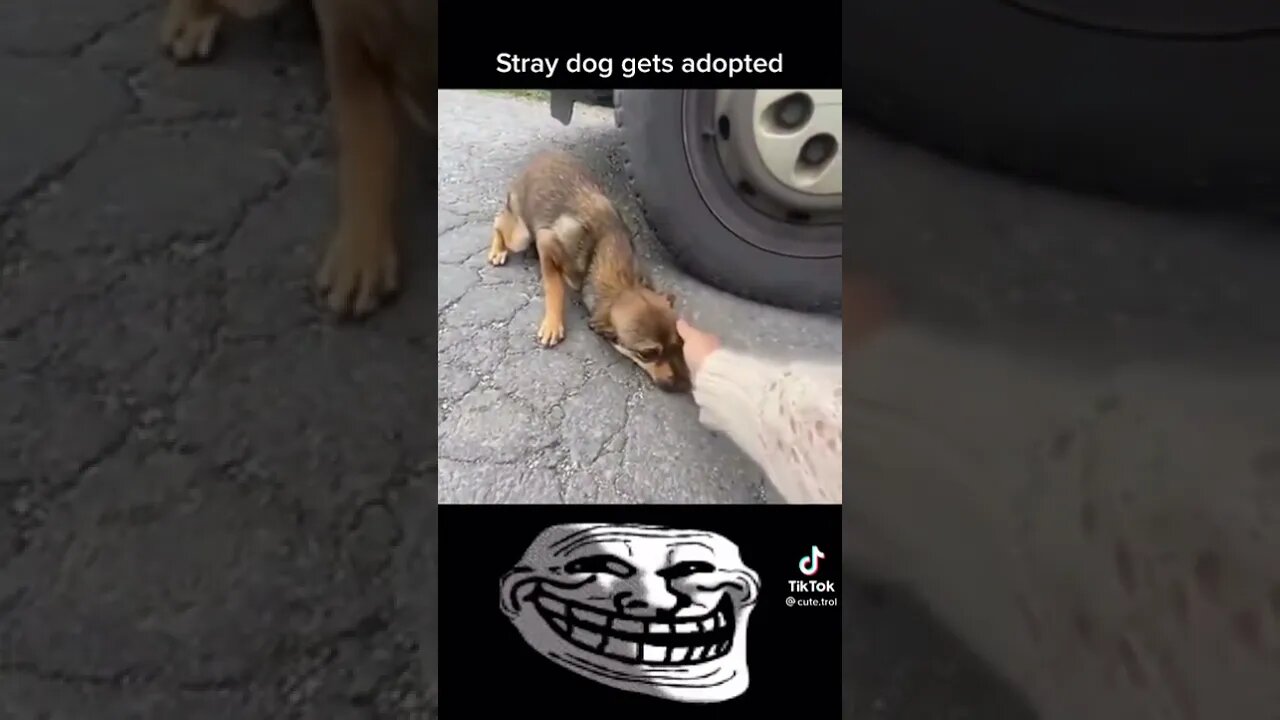 Dog getting adopted