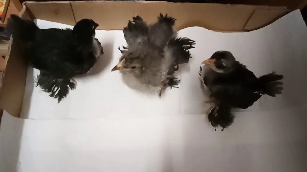 Chicks, Two Belgian D'uccle and a Frizzle 25th February 2021