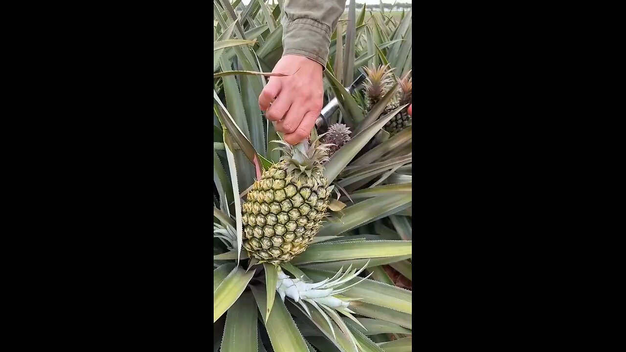 OMG 😱drooling?🍍🤤