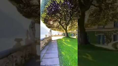 Evergreen Oak Tree located in Italy