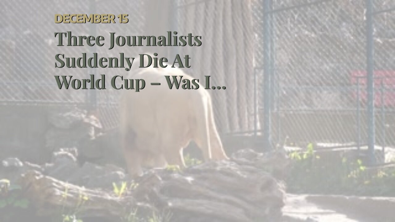 Three Journalists Suddenly Die At World Cup – Was It The Vaxx, ‘Camel Flu,’ Or Coincidence?