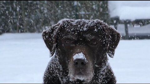 Dogs are awesome! Truly Man's Best Friend!