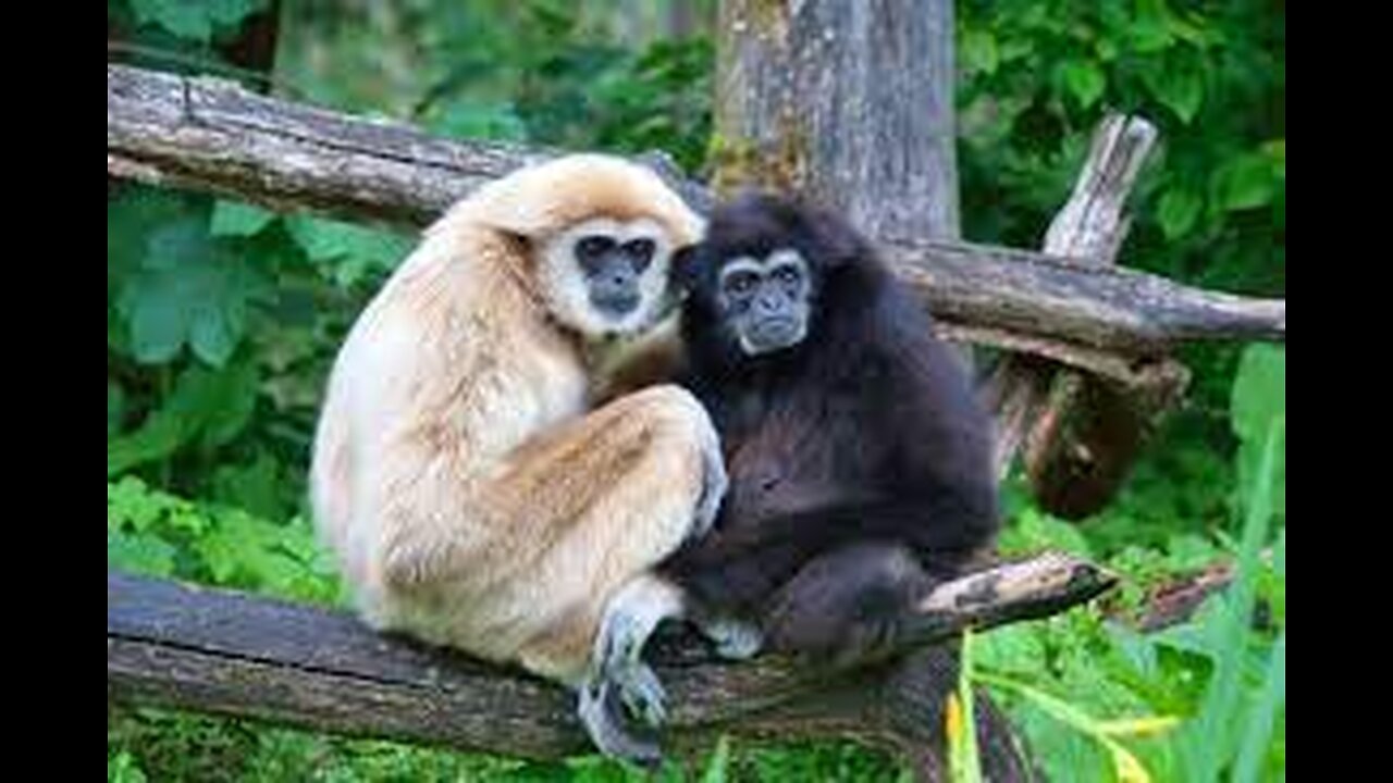 Cute Gibbons Playing & Climbing