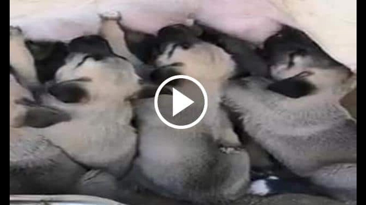 Shepherd Dog Puppies Breakfast