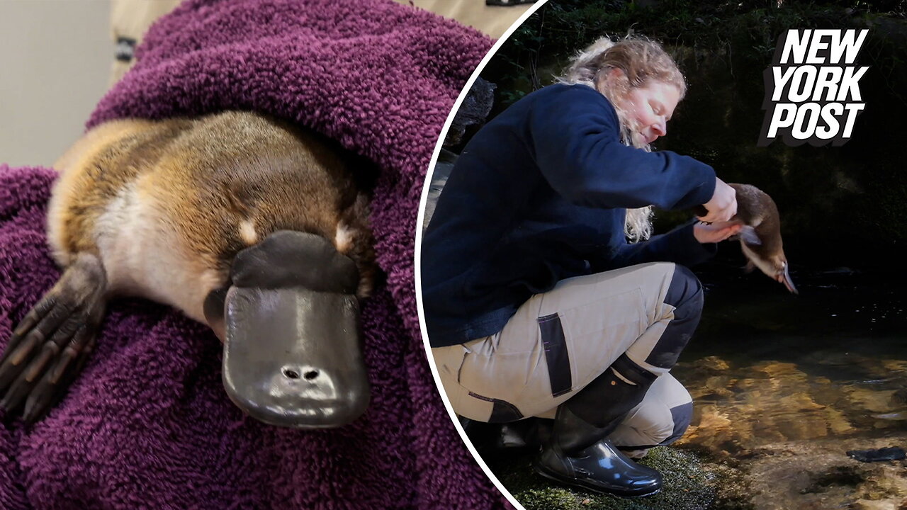 Abandoned baby platypus returned to the wild