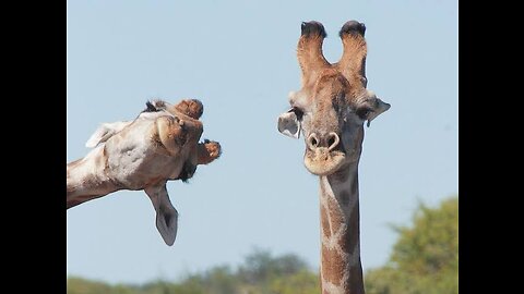 Bloopers & Barks: Outrageously Funny Animal Moments!