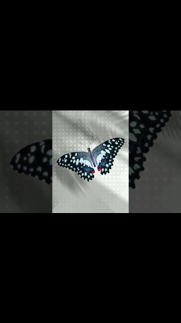 Elegant Butterflies #Shorts 🌻