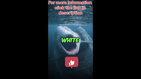 Mysterie's Shark was Discovered