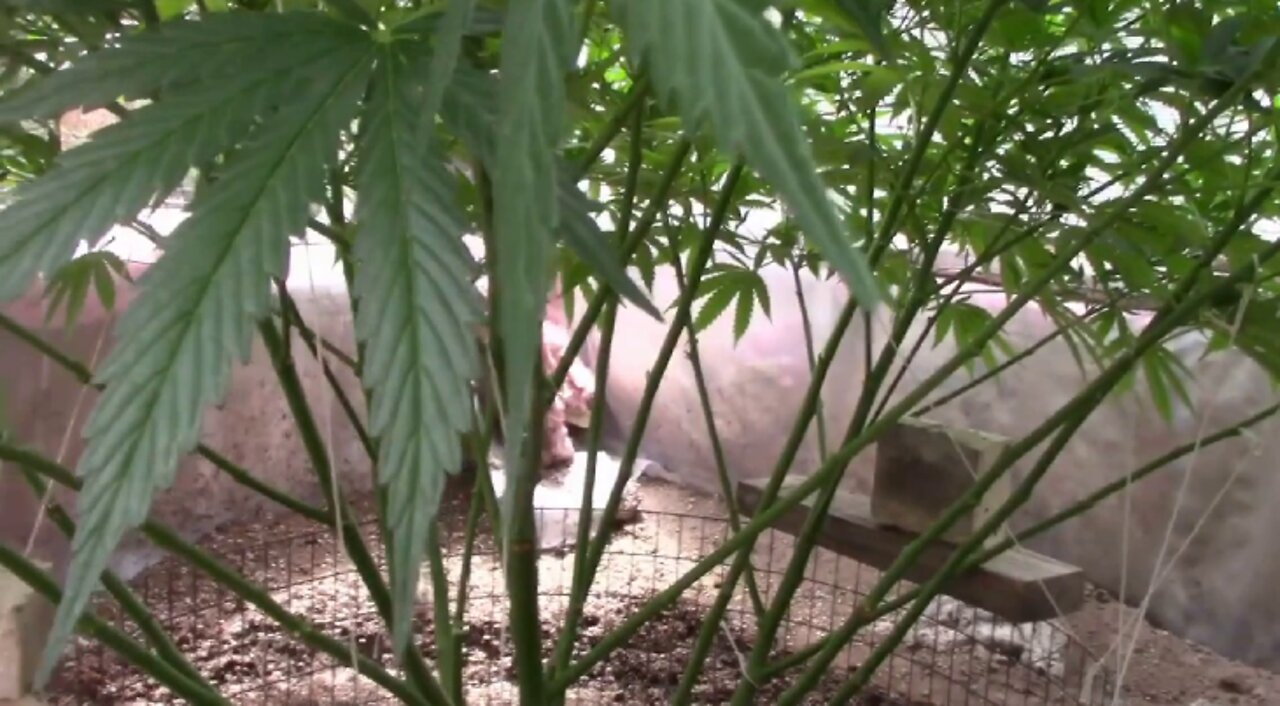 Lollipopping Cannabis Plants