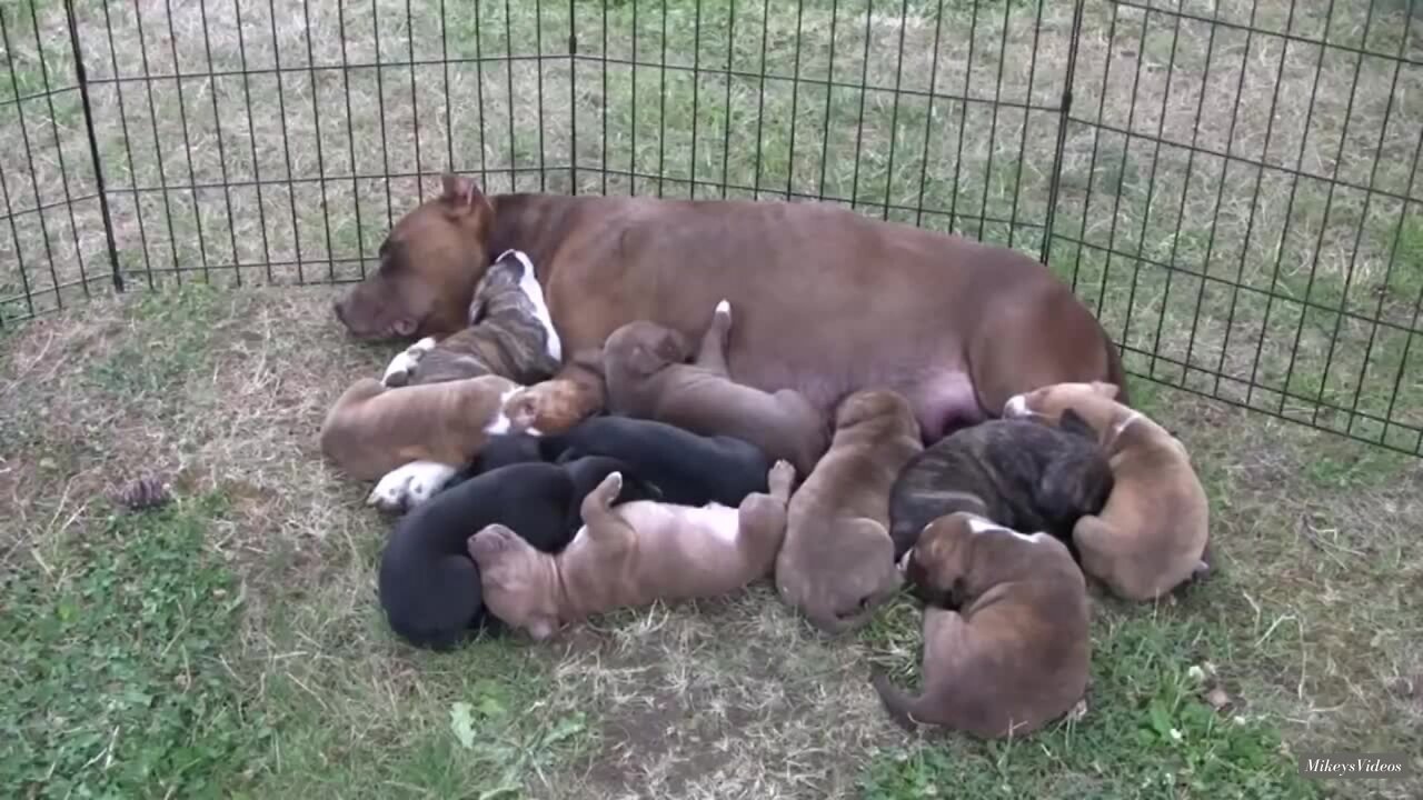 10 Pit Bull Puppies 4 Weeks Old