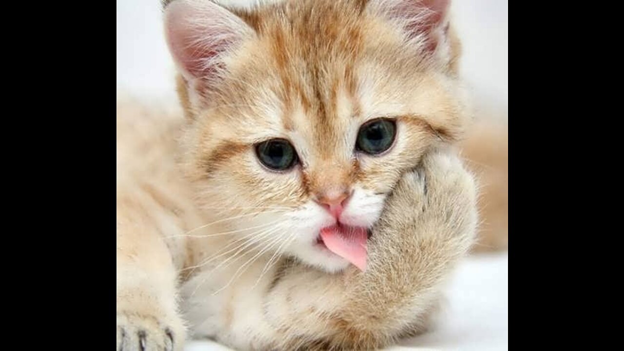 Baby Cats - Cute and Funny Cat Videos Compilation #34 | Aww Animals