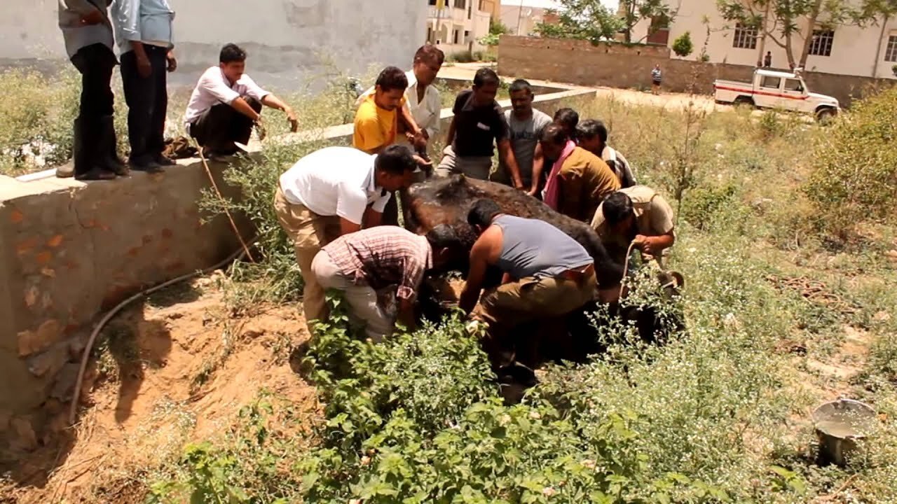 Cow rescued from ditch - watch compassion in action!