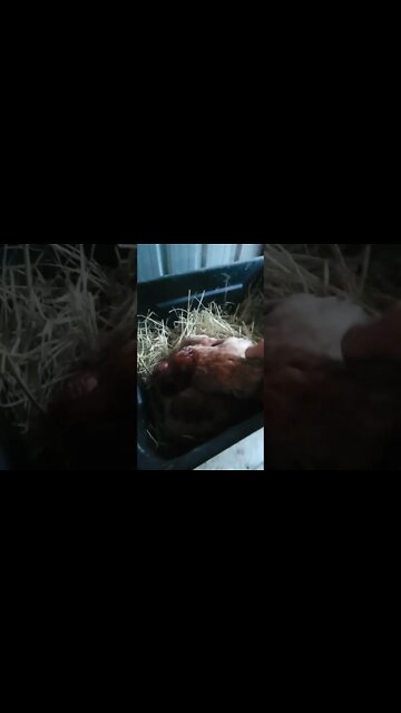 Good morning Forest still a bit dark