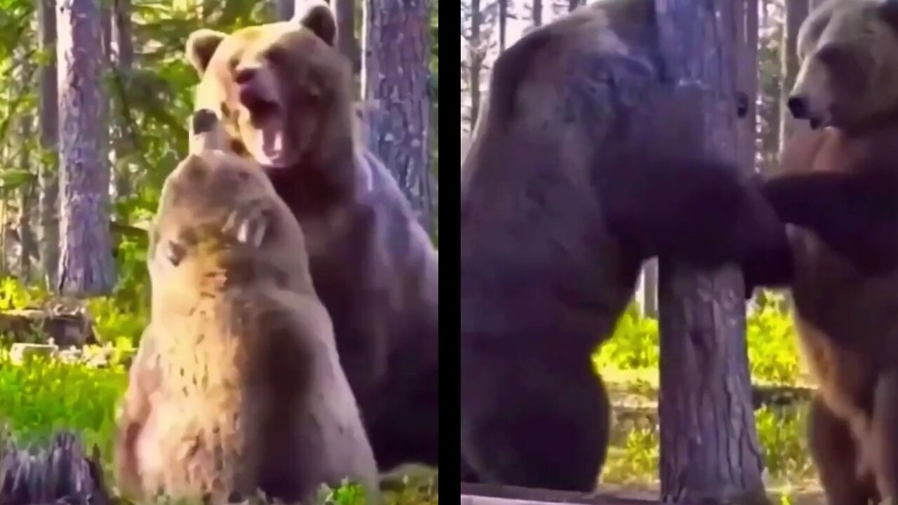 Angry Bear Attacked Your Brother ! Angry bear