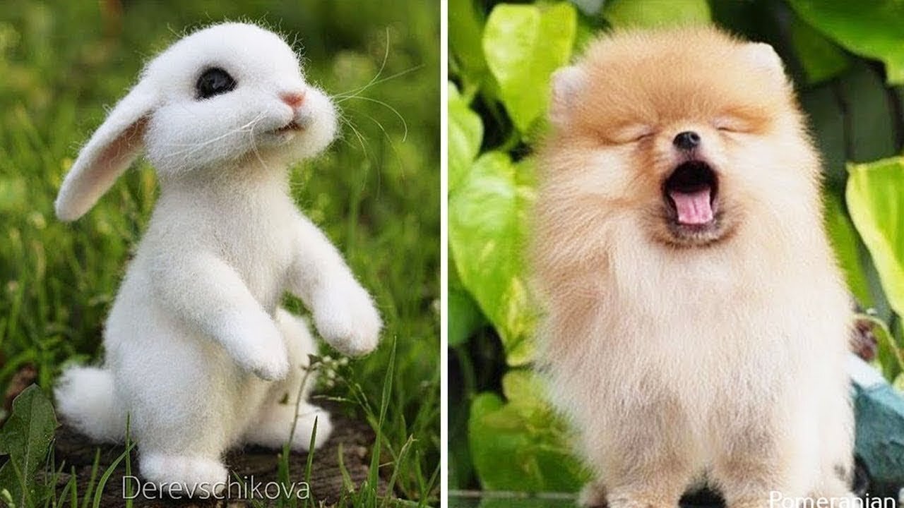 Baby Animals' Ultimate Compilation of Precious Moments - Cutest Animals