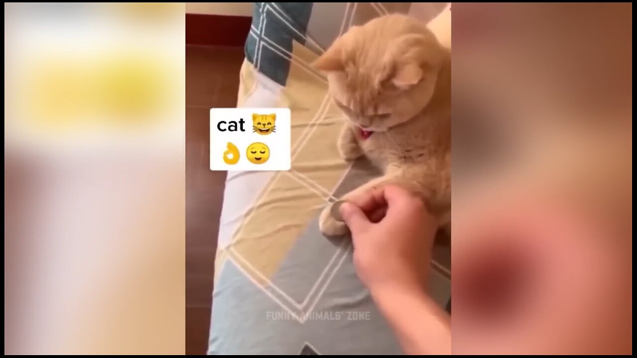 Funniest animal videos 😂😂😂2023 - Compilation of funny animal videos