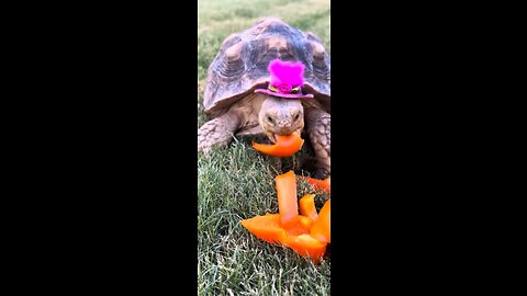 Cute Tortoise Eats Peppers In Elegant Hat