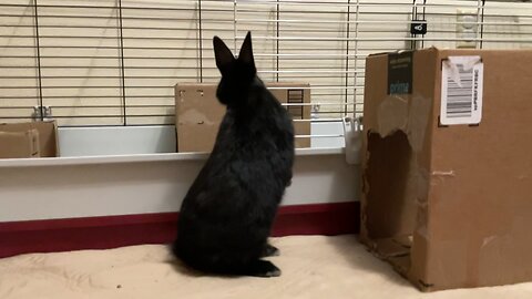 Bunny being cute for 16 seconds straight 🥰🐰