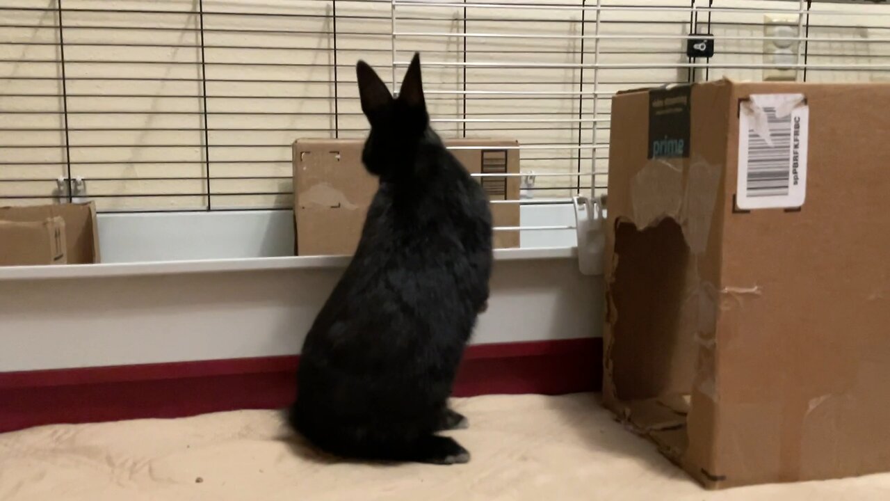 Bunny being cute for 16 seconds straight 🥰🐰