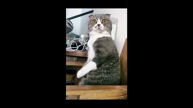 Funniest Animals Videos Best Of The 2022 #shortss