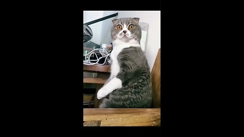 Funniest Animals Videos Best Of The 2022 #shortss