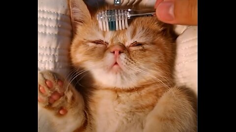 20 Minutes of Cute Little cats 😍 _ BEST Aggregation