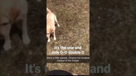 MEME is the one and only D-O double G #shorts