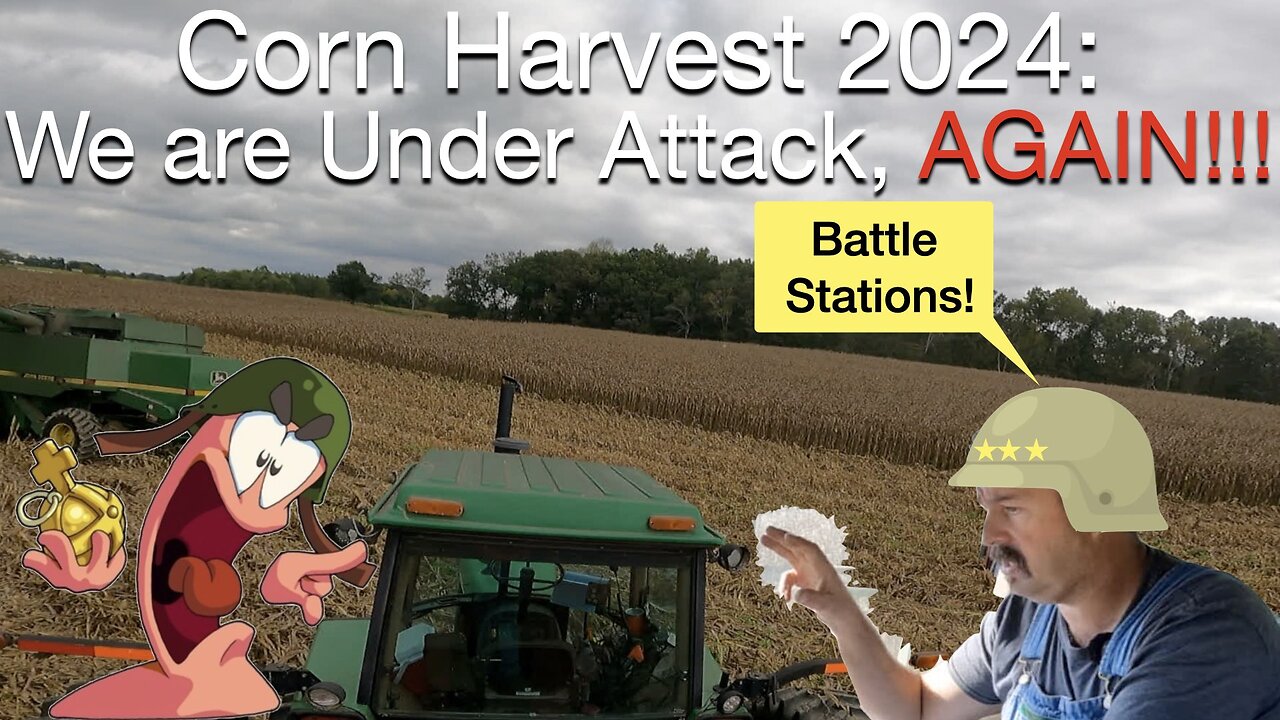 Corn Harvest 2024: We are Under Attack Again!! Army worms are Back