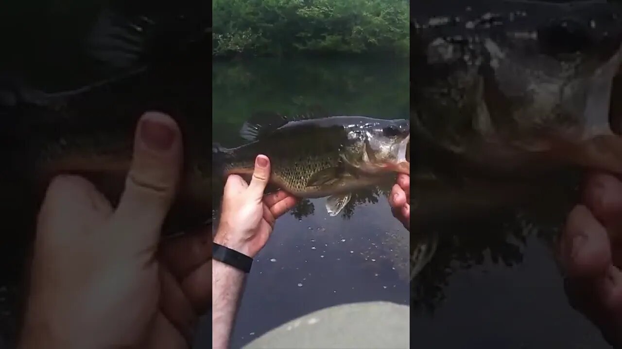 👀Mesmerized Bass Stalked My Live Target Field mouse...and Regretted It!😳😱