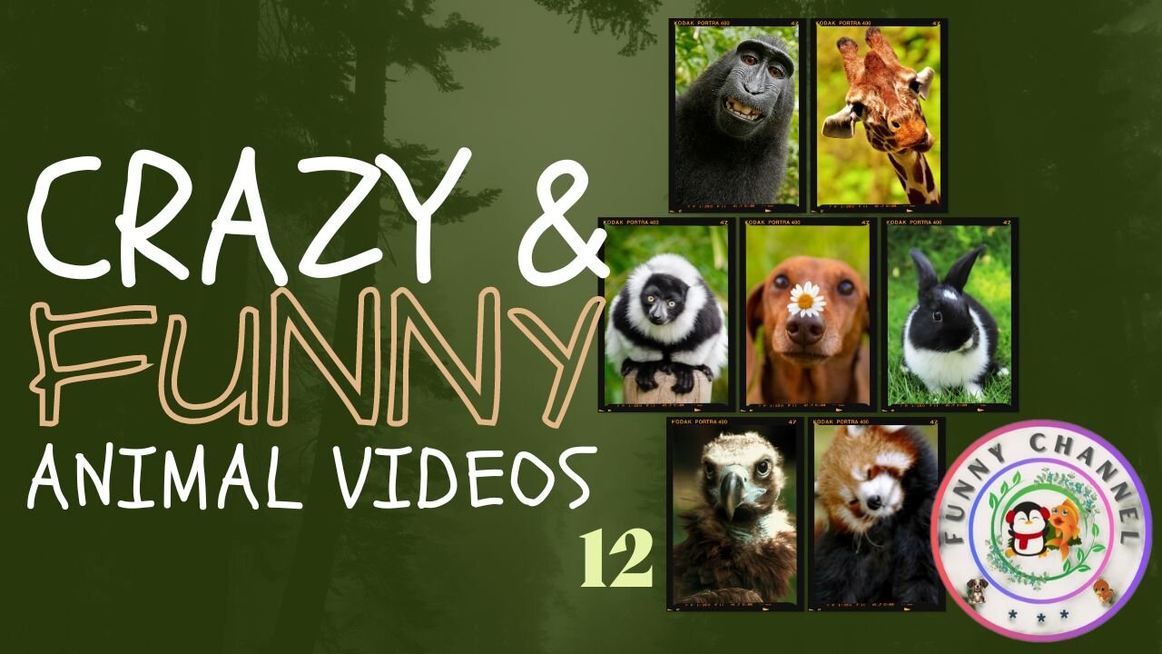 Funny Animals 12 | Funny Channel