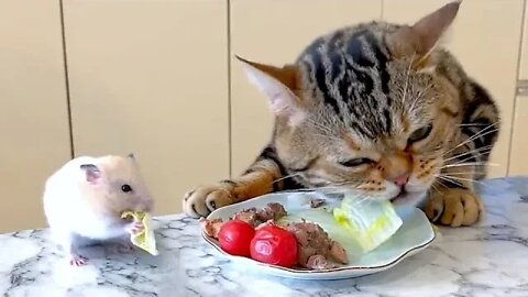 The cat and the mouse eat together