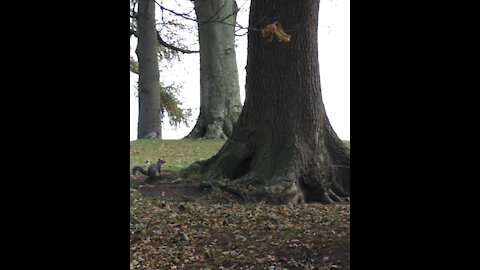 Irish squirrel.