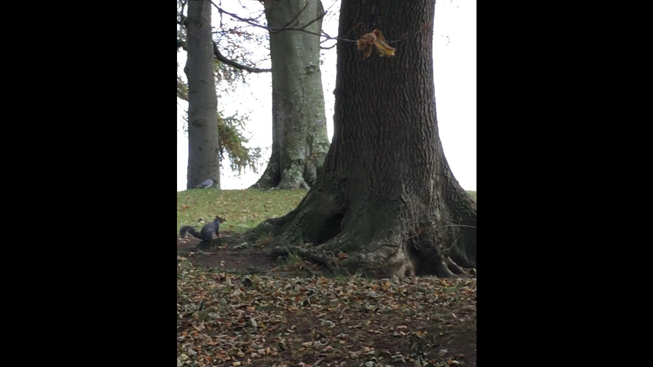 Irish squirrel.
