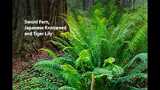 PFTTOT Part 192 Benefits of Sword Fern, Japanese Knotweed, and Tiger Lily