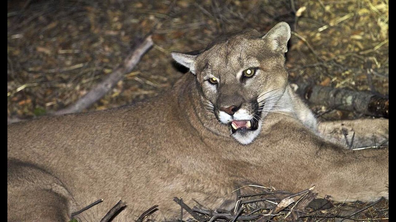 Mountain Lions: Coming Soon to a Patch of Forest Near You!