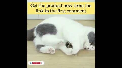 cute cat videos 😹 funny videos 😂177