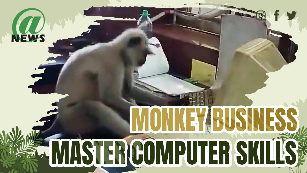 Primate Makes A Monkey Of Office Workers As It Apes Their Computer Skills