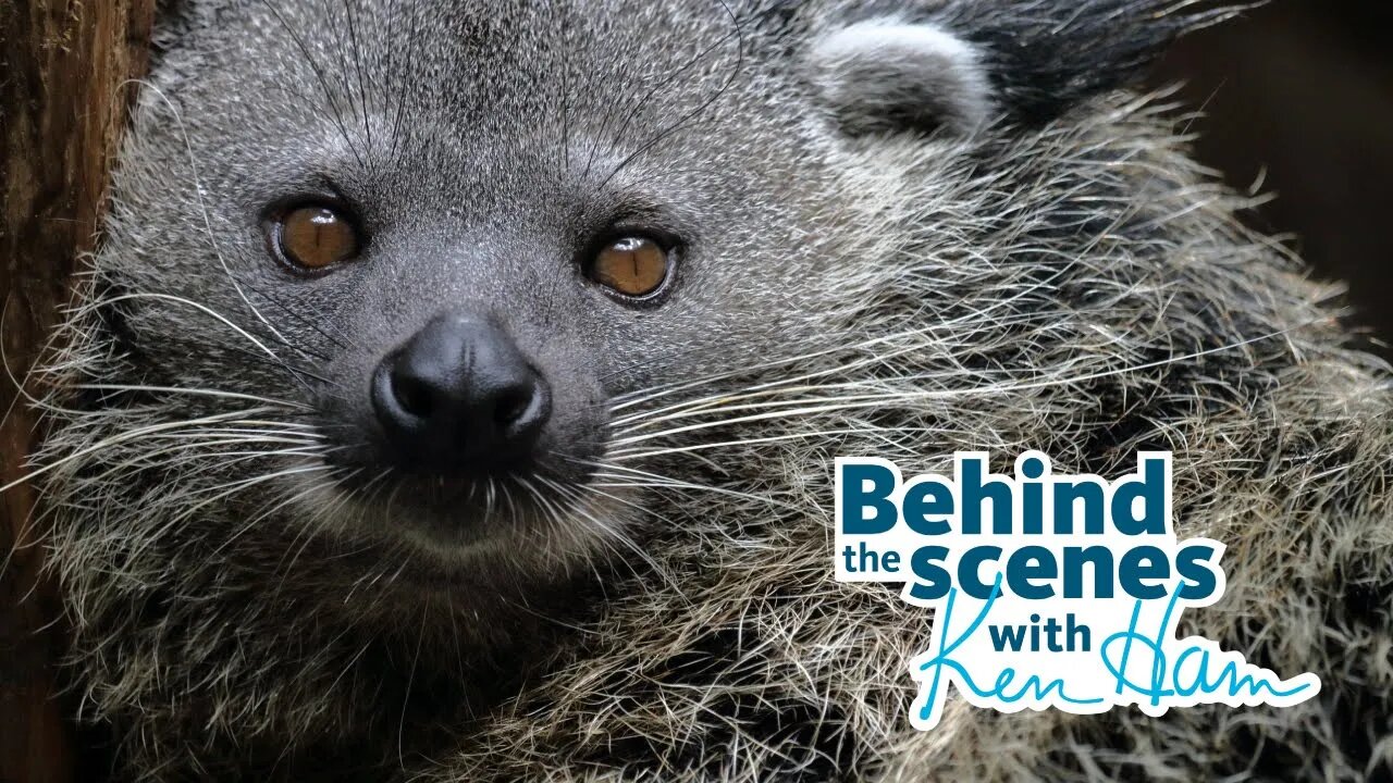 Meet the Binturong and Porcupines with Ken Ham & Leanne