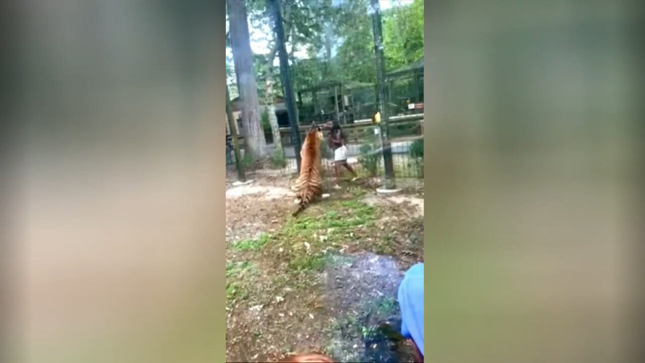 Tiger Nearly Bites Woman Who Climbed Over Zoo Fence