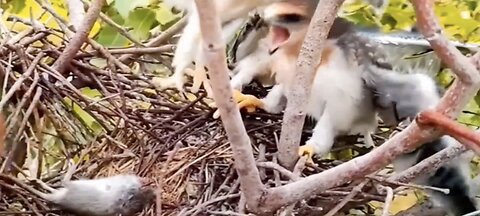 Caring people sent a mouse to the baby black-winged kite