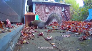 Ride Along with Q #297 - Squirrel Feeder 0211/10/21-11/14/21 - Videos by Q Madp