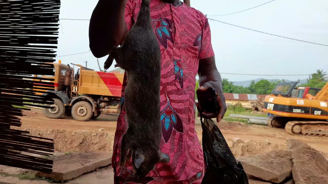 Rats for Eating in Togo