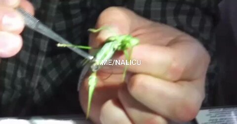 illuminatibot - Parasites in just one grasshopper. And Klaus Schwab wants you to eat them.