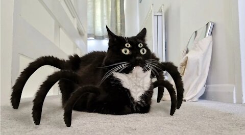 THE SPIDER-CAT IS CRAWLING ON THE WALL