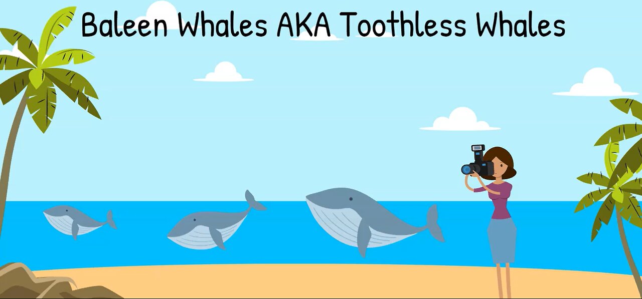 Baleen Whales Educational video