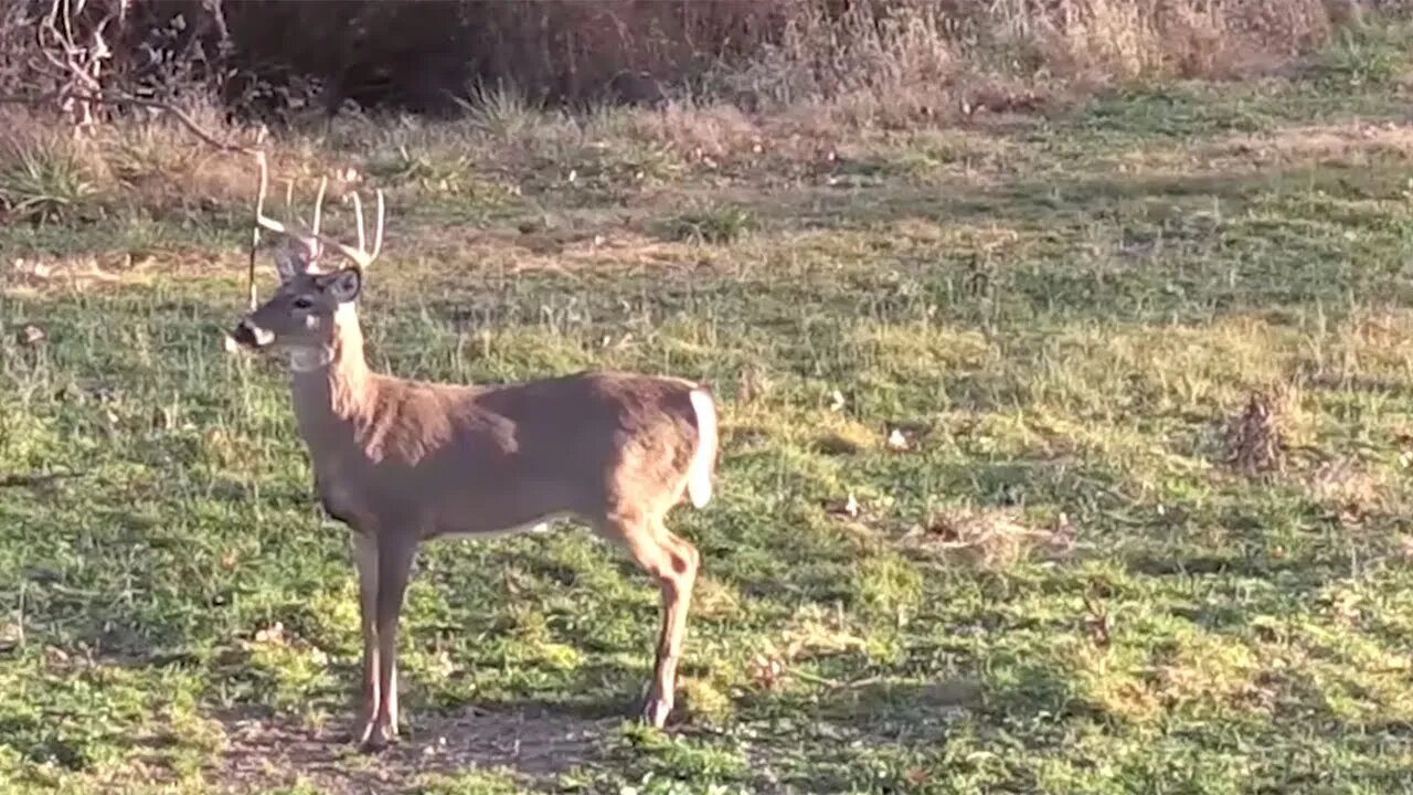 Making Magic with Mock Scrapes | Land of Whitetail