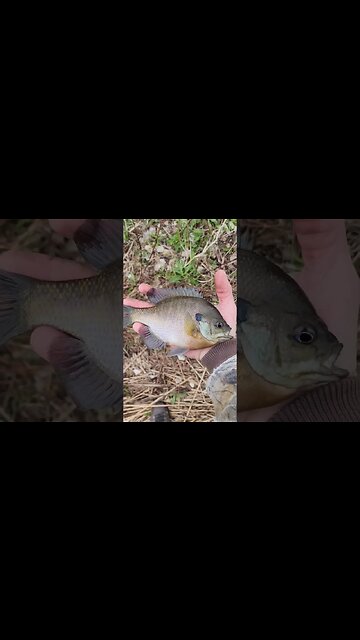 Nice Pond Bluegill #shorts