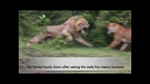 Lion Rejects Feminism